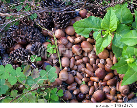 どんぐりと松ぼっくり 14832376