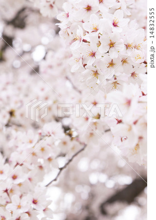 桜 桜 14832555