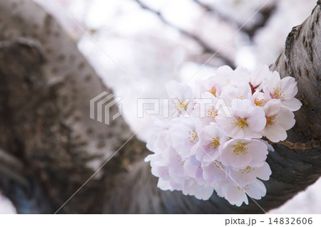桜 14832606
