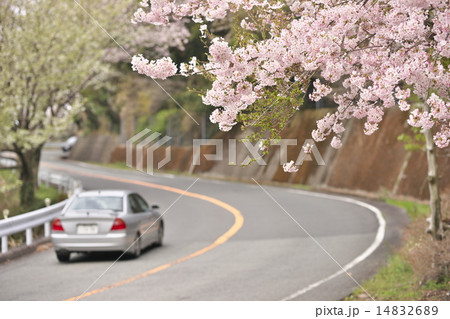 ドライブと桜の花 14832689