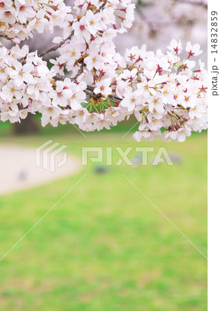 桜 14832859