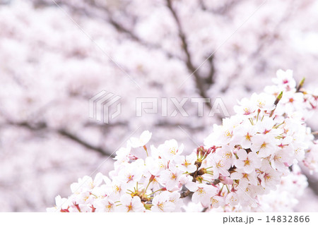 桜 桜 14832866