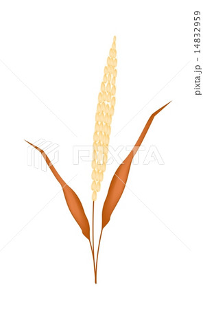Golden Colors of Ripe Millet on White Background 14832959