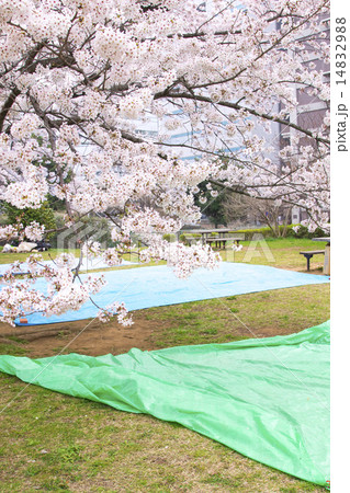お花見の場所取り お花見の場所取り 14832988