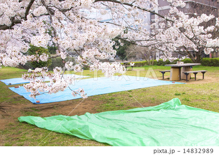 お花見の場所取り 14832989