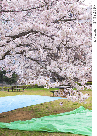 お花見の場所取り お花見の場所取り 14832997