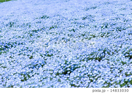 ネモフィラ ルリカラクサ 花 草花 植物 青 白 花畑 みはらしの丘 ひたち海浜公園 丘 自然の写真素材