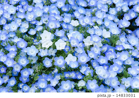 ネモフィラ ルリカラクサ 花 草花 植物 青 白 花畑 みはらしの丘 ひたち海浜公園 丘 自然の写真素材