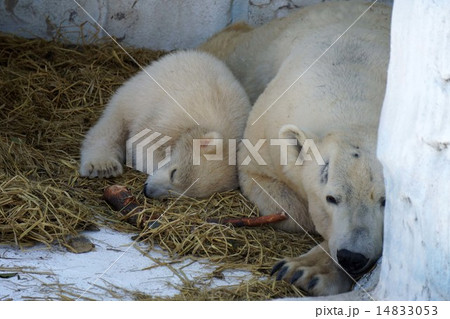ホッキョクグマの親子 14833053