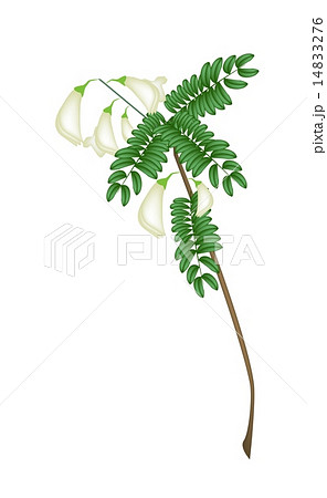 Fresh Vegetable Humming Bird on White Background 14833276