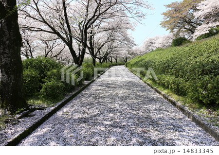 桜の花びらが散る遊歩道 14833345
