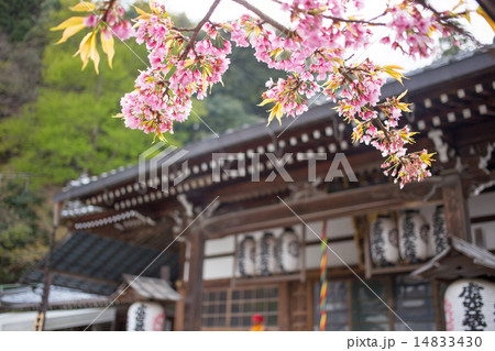 嵯峨虚空蔵、本堂と山桜 嵯峨虚空蔵、本堂と山桜 14833430