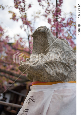 嵯峨虚空蔵、阿形の虎と満開の山桜 嵯峨虚空蔵、阿形の虎と満開の山桜 14833432