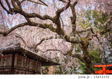 水火天満宮、ベニシダレザクラと本殿 14833439