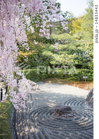 妙心寺退蔵院、枯山水とベニシダレザクラ 14833443