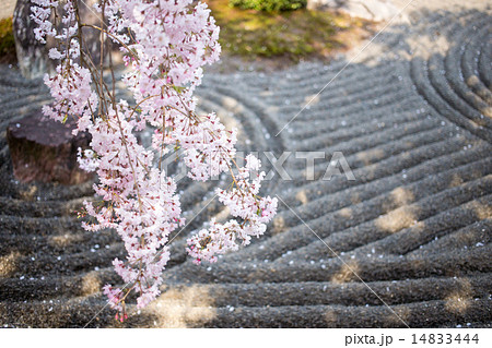 妙心寺退蔵院、枯山水とベニシダレザクラ 14833444