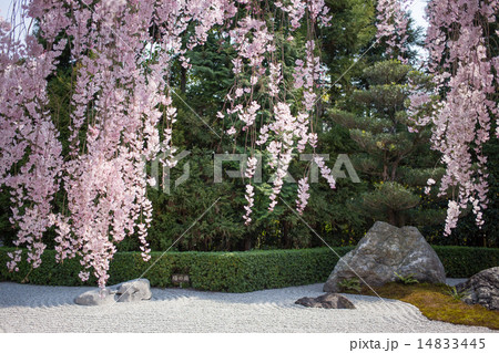 妙心寺退蔵院、枯山水とベニシダレザクラ 14833445