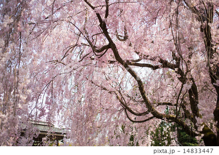 妙心寺退蔵院、銘木ベニシダレザクラの天蓋 14833447