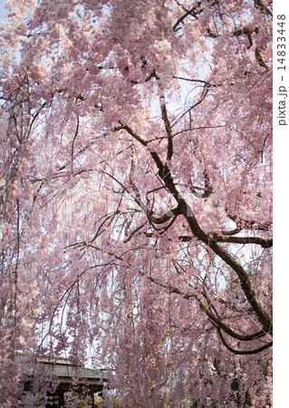 妙心寺退蔵院、銘木ベニシダレザクラの天蓋 14833448