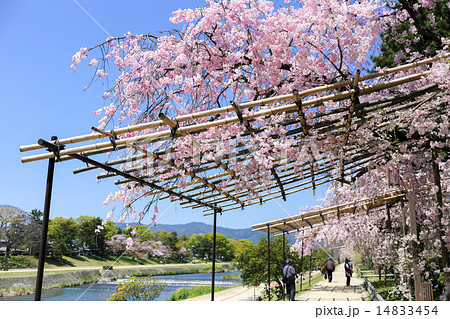 半木の道、賀茂川と桜のトンネル 14833454