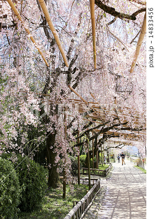 半木の道、桜のトンネル 14833456