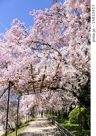 半木の道、桜のトンネル 半木の道、桜のトンネル 14833457