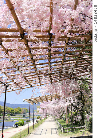 半木の道、賀茂川と桜のトンネル 14833459