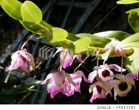 Washington Orchid Miltonia 2010 Washington Orchid Miltonia 2010 14833585