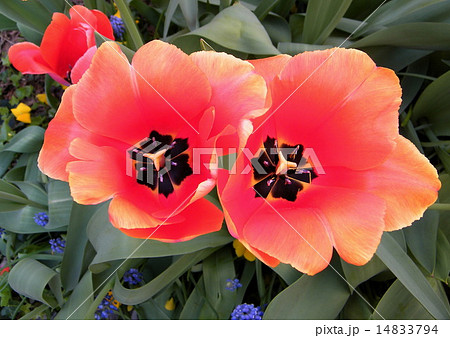 Washington Red tulips and Liriope muscari 2010 14833794