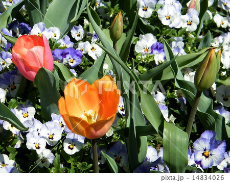 Washington tulip flowers 2010 14834026