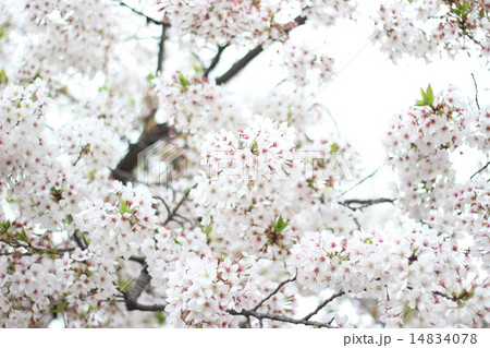 桜 桜 14834078