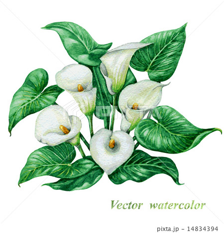 White  calla lilies bouquet 14834394