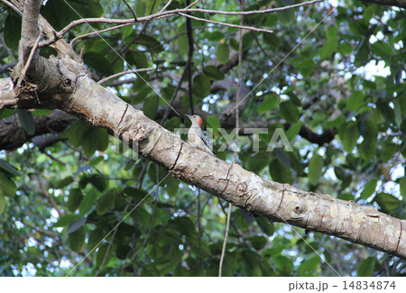 Red-Bellied Woodpecker Bird Red-Bellied Woodpecker Bird 14834874