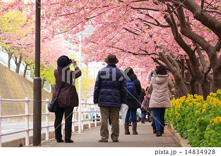 三浦海岸の河津桜 14834928