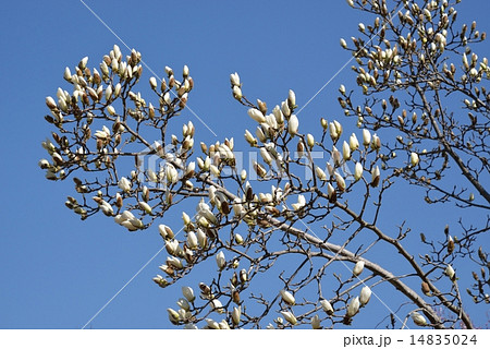 咲き始めたハクモクレン 咲き始めたハクモクレン 14835024