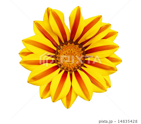 Gazania 14835428
