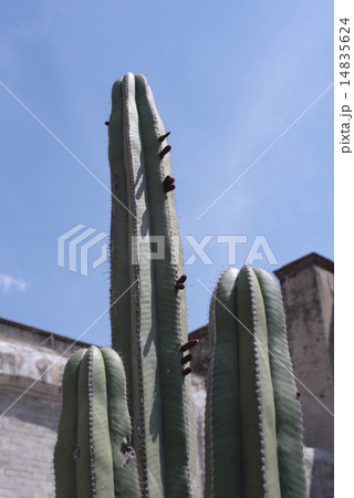 サボテン 14835624