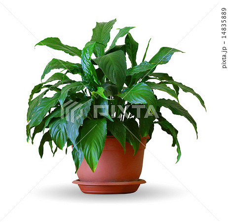 spathiphyllum spathiphyllum 14835889