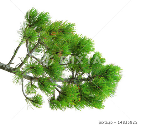 branch of pine, isolated branch of pine, isolated 14835925
