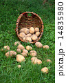 Potatoes on the grass 14835980