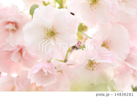 ピンク 花びら 雌しべ 雄しべ 桜 八重桜 恋心 ほのか 散るの写真素材