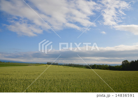 丘の風景 14836591