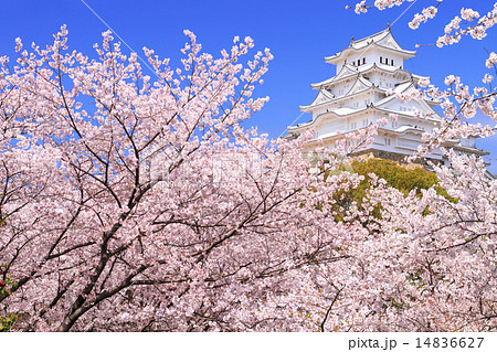 4月兵庫 保存修理工事完了後の姫路城連立式天守群と桜 14836627