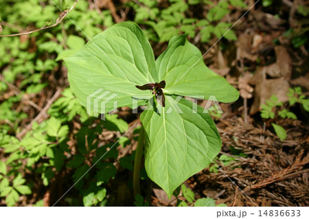 エンレイソウ 14836633