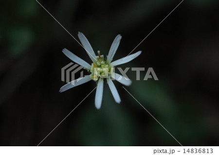 自然 植物 センボンヤリ 春の花です 舌状花が一列だけで手抜き感ありですの写真素材