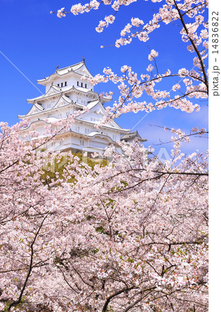 4月兵庫 保存修理工事完了後の姫路城連立式天守群と桜 14836822