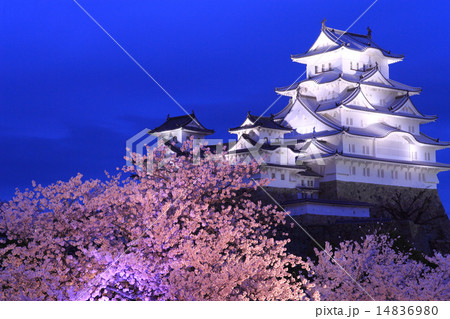 4月兵庫 保存修理工事完了後の姫路城連立式天守群ライトアップと桜 夜桜会 の写真素材