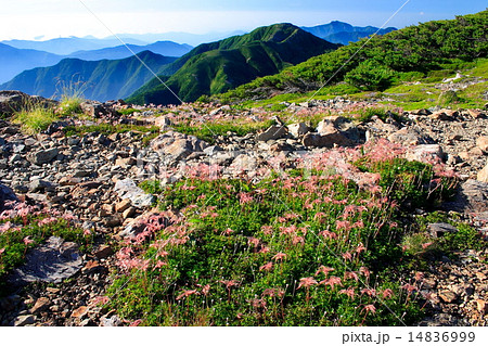聖岳山頂のチングルマと南アルプス南部方面の山並み 聖岳山頂のチングルマと南アルプス南部方面の山並み 14836999