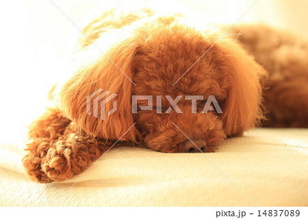 トイプードルの昼寝 14837089