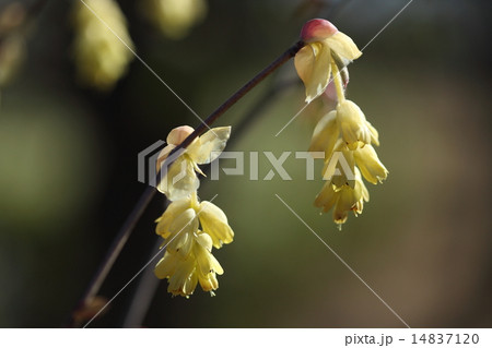 自然 植物 トサミズキ、早春に花を咲かせ、一つの房に淡黄色の花が十個弱ついています。 自然 植物 トサミズキ、早春に花を咲かせ、一つの房に淡黄色の花が十個弱ついています。 14837120